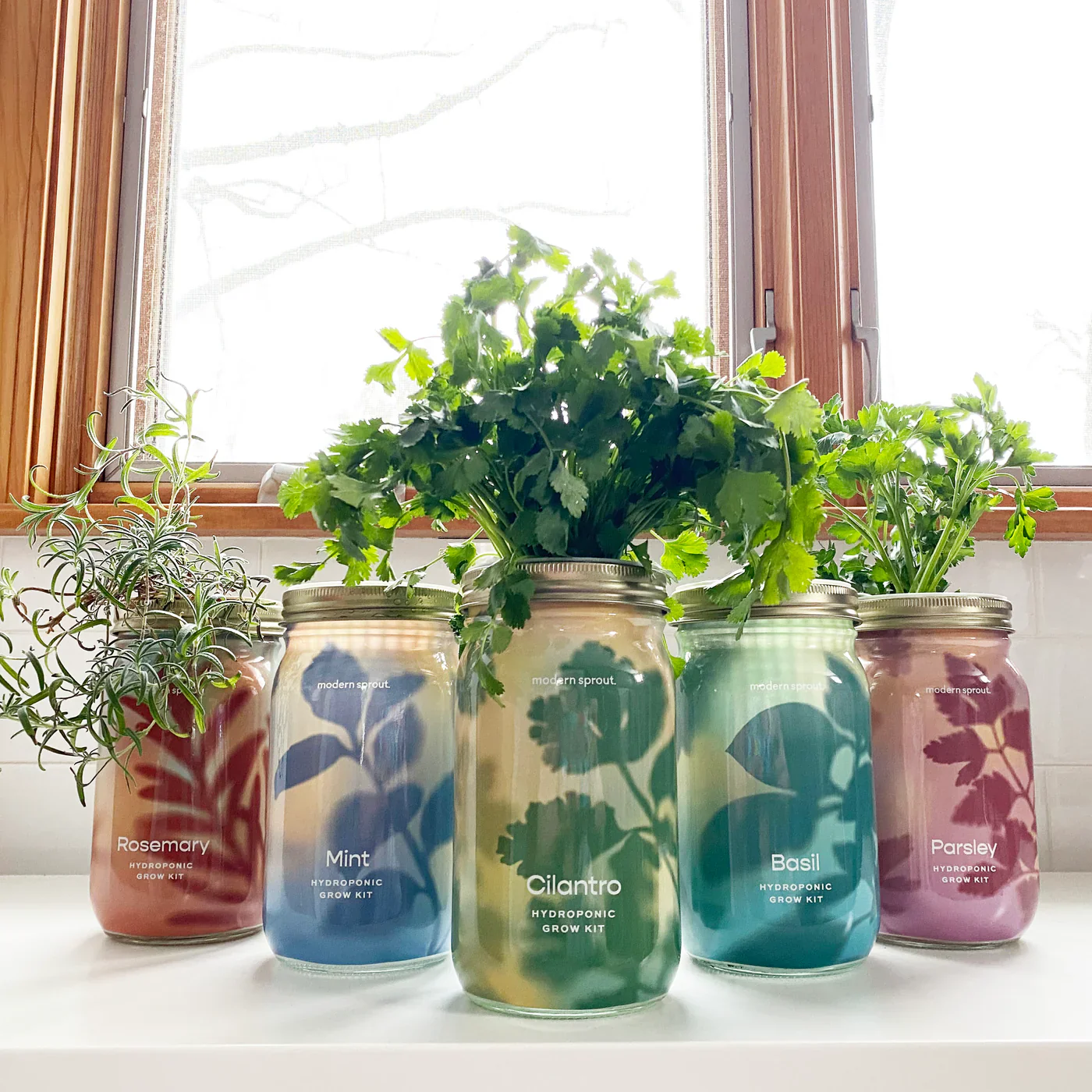 Modern Sprout Garden Jars Organic Herbs Hydroponic Indoor Grow Kit - Basil - Image 7