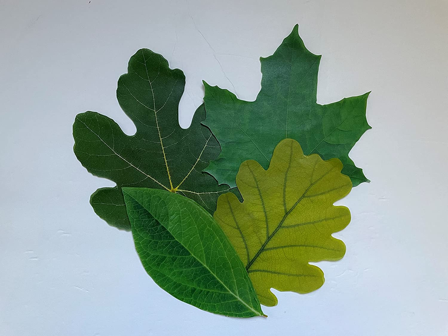 Parchment Cheese Leaves – Spring Leaves Variety Pack of 20 - Image 3